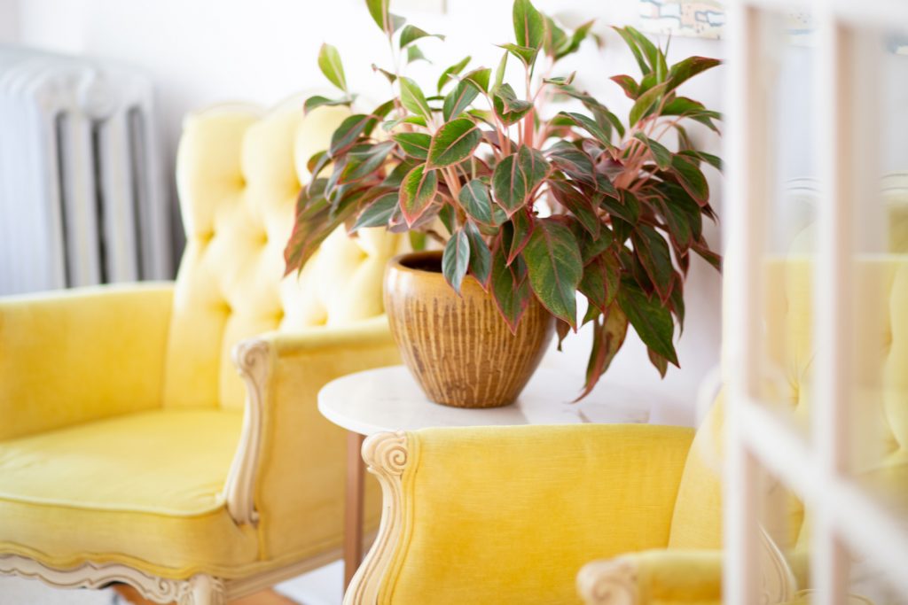 Which indoor plants, where? How to decide where to put your indoor plants