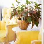 Which indoor plants, where? How to decide where to put your indoor plants