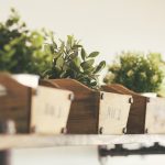 Which indoor plants, where? How to decide where to put your indoor plants