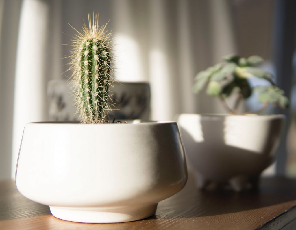 A beginner's guide to growing indoor and house plants