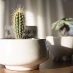 A beginner's guide to growing indoor and house plants
