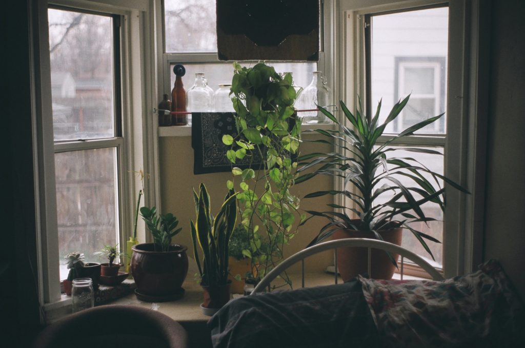 Which indoor plants, where? How to decide where to put your indoor plants