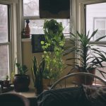 Which indoor plants, where? How to decide where to put your indoor plants