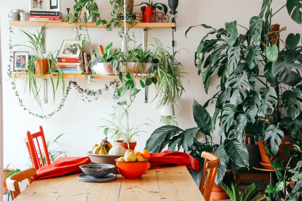 Which indoor plants, where? How to decide where to put your indoor plants