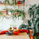 Which indoor plants, where? How to decide where to put your indoor plants