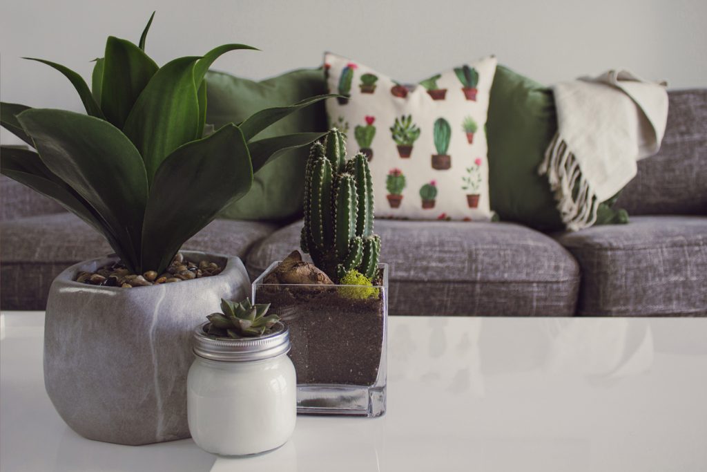 A beginner's guide to growing indoor and house plants