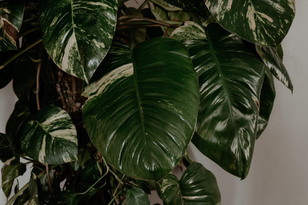 8 tips to help you care for indoor plants
