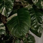 8 tips to help you care for indoor plants