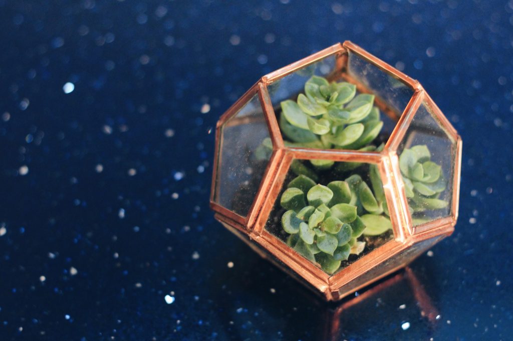 Terrariums: your guide to caring for these miniature gardens