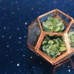 Terrariums: your guide to caring for these miniature gardens