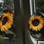 8 tips to help you care for indoor plants