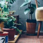 8 tips to help you care for indoor plants