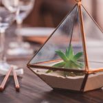 Terrariums: your guide to caring for these miniature gardens