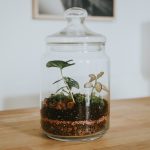 Terrariums: your guide to caring for these miniature gardens