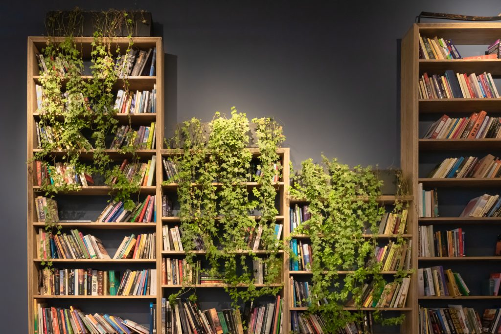 Which indoor plants, where? How to decide where to put your indoor plants