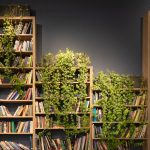 Which indoor plants, where? How to decide where to put your indoor plants