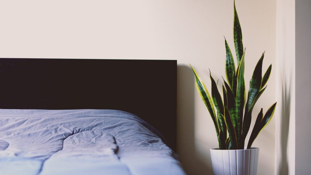 A beginner's guide to growing indoor and house plants