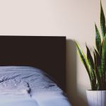 A beginner's guide to growing indoor and house plants