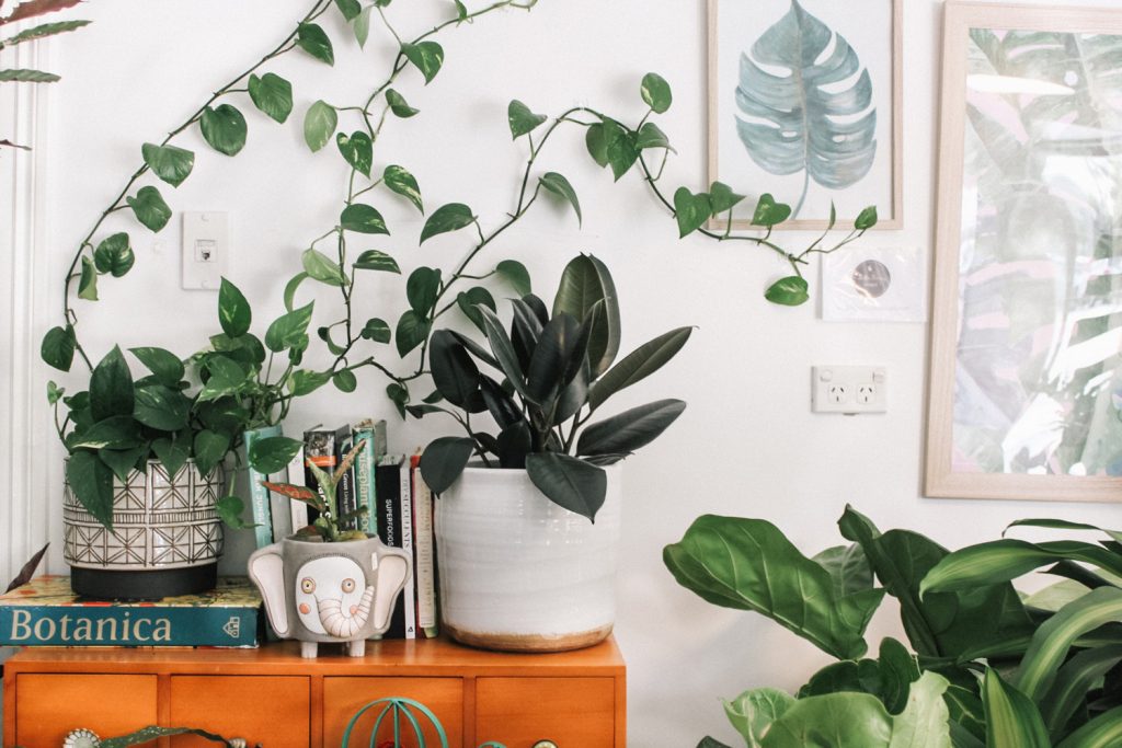 A beginner's guide to growing indoor and house plants