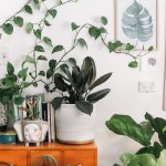 A beginner's guide to growing indoor and house plants