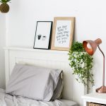 Which indoor plants, where? How to decide where to put your indoor plants