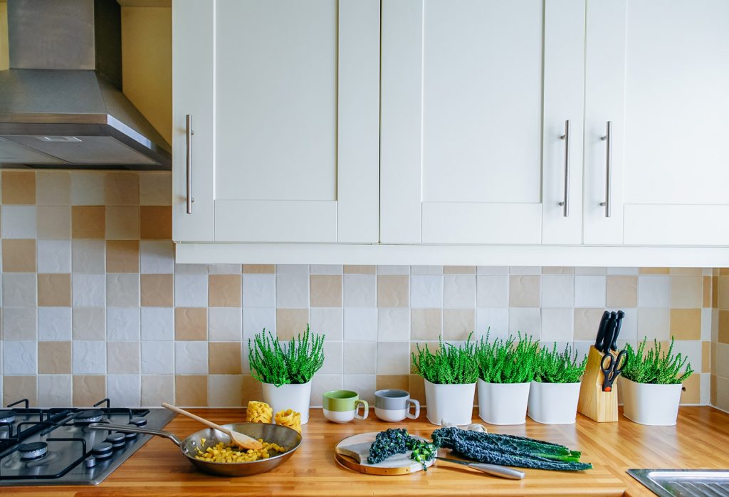 Which indoor plants, where? How to decide where to put your indoor plants