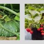 How Crops Ripen