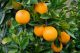 How Crops Ripen