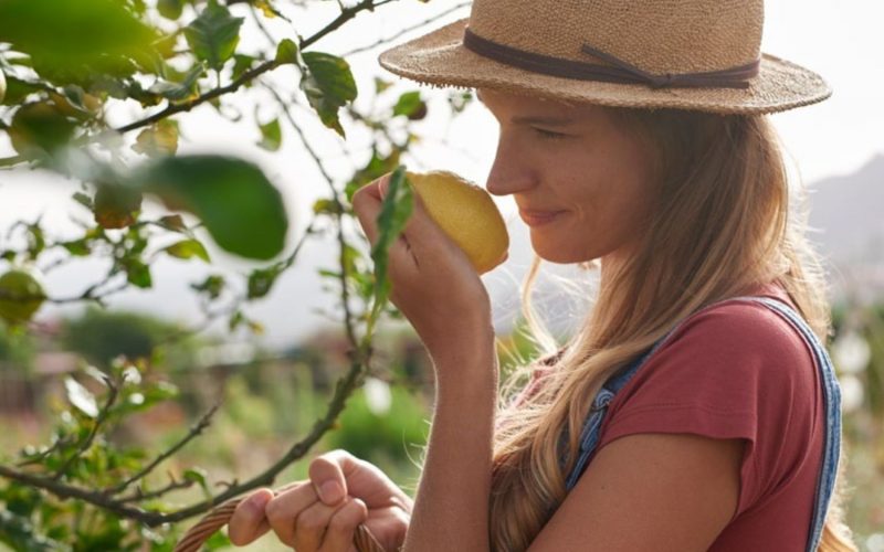 How Crops Ripen