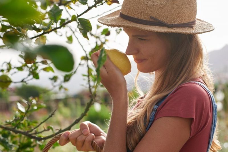 How Crops Ripen