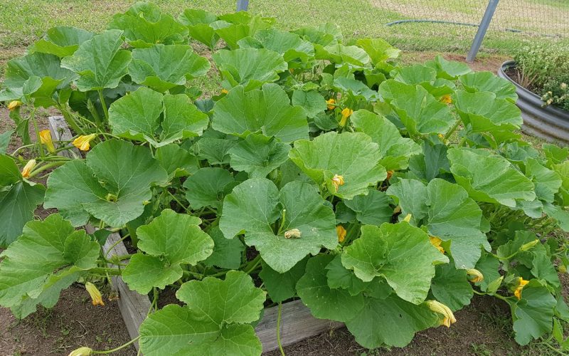 Pumpkin vines