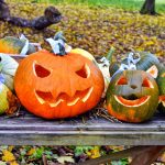 Pumpkin vines